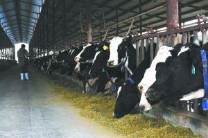 农业部:正制订生乳分级标准